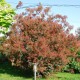 Perukowiec ROYAL PURPLE czerwony podolski cotinus coggygria