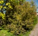 Perukowiec ROYAL PURPLE czerwony podolski cotinus coggygria