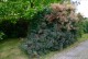 Perukowiec ROYAL PURPLE czerwony podolski cotinus coggygria
