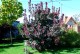 Perukowiec ROYAL PURPLE czerwony podolski cotinus coggygria