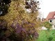Perukowiec ROYAL PURPLE czerwony podolski cotinus coggygria