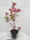 Głogownik RED ROBIN Frasera zimozielony photinia fraseri