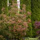 Głogownik RED ROBIN Frasera zimozielony photinia fraseri