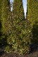 Głogownik RED ROBIN Frasera zimozielony photinia fraseri