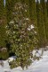 Głogownik RED ROBIN Frasera zimozielony photinia fraseri