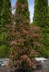 Głogownik RED ROBIN Frasera zimozielony photinia fraseri