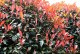 Głogownik RED ROBIN Frasera zimozielony photinia fraseri