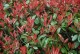 Głogownik RED ROBIN Frasera zimozielony photinia fraseri