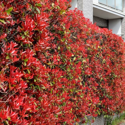 Głogownik RED ROBIN Frasera zimozielony photinia fraseri