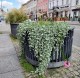 DICHONDRA srebrzysta sadzonki do powieszenia na BALKON