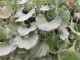 DICHONDRA srebrzysta sadzonki do powieszenia na BALKON