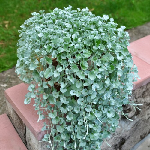 DICHONDRA srebrzysta sadzonki do powieszenia na BALKON