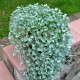 DICHONDRA srebrzysta sadzonki do powieszenia na BALKON