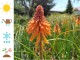 Trytoma POCO ORANGE groniasta kniphofia pomarańczowa