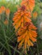 Trytoma POCO ORANGE groniasta kniphofia pomarańczowa