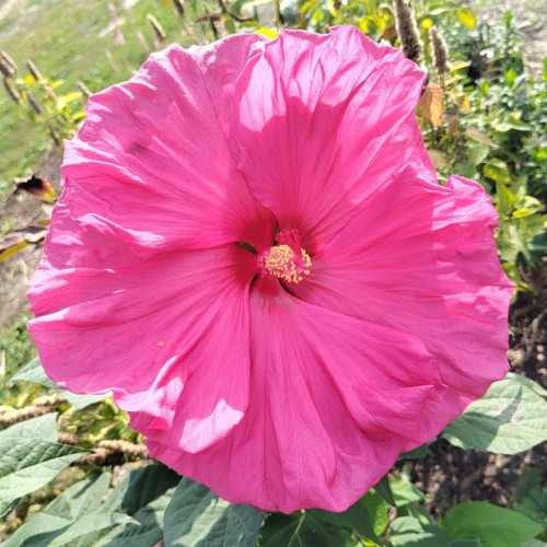 Hibiskus bagienny, bylinowy, błotny JAZZBERRY JAM - sadzonka