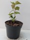 Hibiskus bagienny, bylinowy, błotny JAZZBERRY JAM - sadzonka