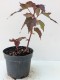 Hibiskus bagienny, bylinowy, błotny czerwony CAROUSEL GEANT RED - sadzonka
