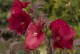 Hibiskus bagienny, bylinowy, błotny czerwony CAROUSEL GEANT RED - sadzonka