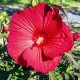 Hibiskus bagienny, bylinowy, błotny czerwony CAROUSEL GEANT RED - sadzonka