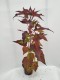Hibiskus bagienny, bylinowy, błotny czerwony CAROUSEL GEANT RED - sadzonka