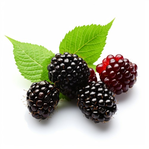 Jeżyna NAVAHO bezkolcowa sadzonki, krzew, rubus fruticosus