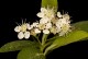 Aronia krzew czarna NERO - drzewo sadzonki melanocarpa
