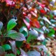 Aronia krzew czarna NERO - drzewo sadzonki melanocarpa