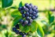 Aronia krzew czarna NERO - drzewo sadzonki melanocarpa