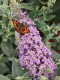 Budleja miniaturowa, karłowa Butterfly Candy Little SWEETHEART