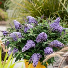 Budleja miniaturowa, karłowa Butterfly Candy Little SWEETHEART