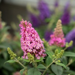Budleja miniaturowa, karłowa, różowa Butterfly Candy Little PINK