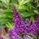 Budleja miniaturowa, karłowa Butterfly Candy Little PURPLE