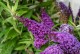 Budleja miniaturowa, karłowa Butterfly Candy Little PURPLE