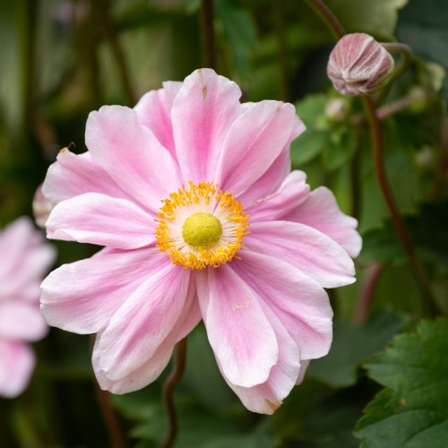 Zawilec japoński anemon GARDEN BREEZE WHIRLWIND PINK