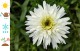 Złocień, jasturn wielki wieloletni leucanthemum - FIONA COGHILL
