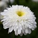 Złocień, jasturn wielki wieloletni leucanthemum - FIONA COGHILL