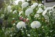 Złocień, jasturn wielki wieloletni leucanthemum - FIONA COGHILL