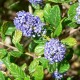 Prusznik BLUE MOUND niebieski zimozielony, duże sadzonki