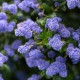 Prusznik BLUE MOUND niebieski zimozielony, duże sadzonki