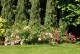Jałowiec BLUE ARROW skalny, kolumnowy na ŻYWOPŁOT, niebieski