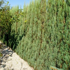 Jałowiec BLUE ARROW skalny, kolumnowy na ŻYWOPŁOT, niebieski