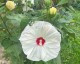 Hibiskus bagienny, bylinowy, błotny żółty OLD YELLA - sadzonka