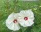 Hibiskus bagienny, bylinowy, błotny żółty OLD YELLA - sadzonka