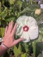 Hibiskus bagienny, bylinowy, błotny żółty OLD YELLA - sadzonka