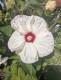 Hibiskus bagienny, bylinowy, błotny żółty OLD YELLA - sadzonka