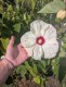 Hibiskus bagienny, bylinowy, błotny żółty OLD YELLA - sadzonka