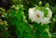 Hibiskus bagienny, bylinowy, błotny żółty OLD YELLA - sadzonka