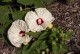Hibiskus bagienny, bylinowy, błotny żółty OLD YELLA - sadzonka