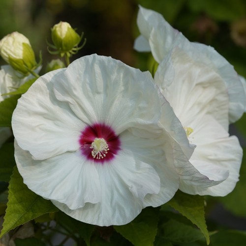 Hibiskus bagienny, bylinowy, błotny żółty OLD YELLA - sadzonka